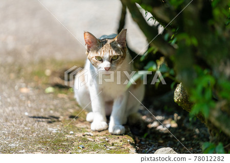 Stray cat with cut ears 78012282