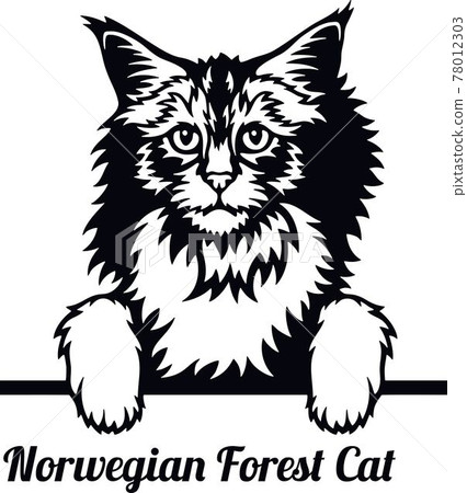 Norwegian Forest Cat - Cat breed. Cat breed head isolated on a white background 78012303