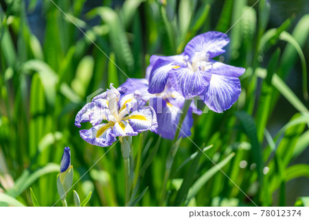 Higo Iris (Suizenji Park) Higo Iris (Suizenji Park) 78012374