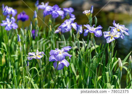 Higo Iris (Suizenji Park) Higo Iris (Suizenji Park) 78012375