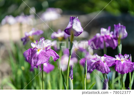 Higo Iris (Suizenji Park) Higo Iris (Suizenji Park) 78012377