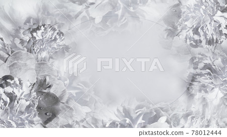 Floral white-black background.  Flowers fnd petals white piones  close-up.  Greeting card.  Place for text. Nature. 78012444
