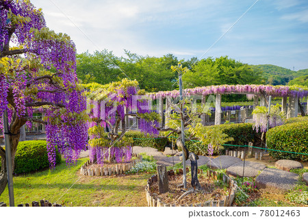 藤岡丘 <群馬縣藤岡市> 藤岡丘 <群馬縣藤岡市> 78012463