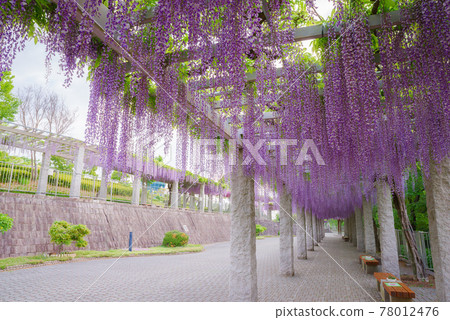 藤岡丘 <群馬縣藤岡市> 78012476