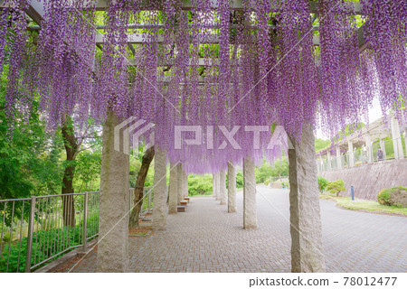 藤岡丘 <群馬縣藤岡市> 藤岡丘 <群馬縣藤岡市> 78012477