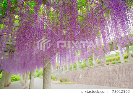 Fujioka Hill <Fujioka City, Gunma Prefecture> Fujioka Hill <Fujioka City, Gunma Prefecture> 78012503