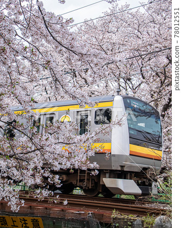 A train running through a row of cherry blossom trees 78012551