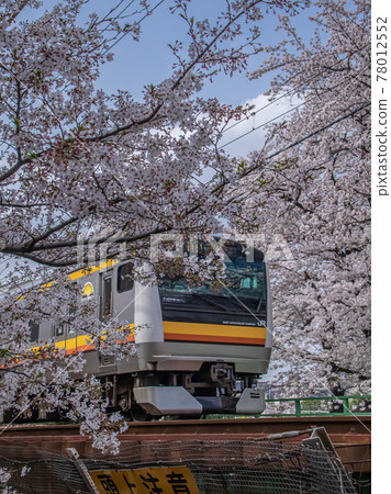 A train running through a row of cherry blossom trees A train running through a row of cherry blossom trees 78012552