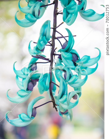 玉葛 玉葛 78012753