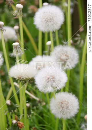 Tanpopo, dandelion, fluff, plant, green, seed, seed, nature, wildflower, weed, spring, grass, green 78012897