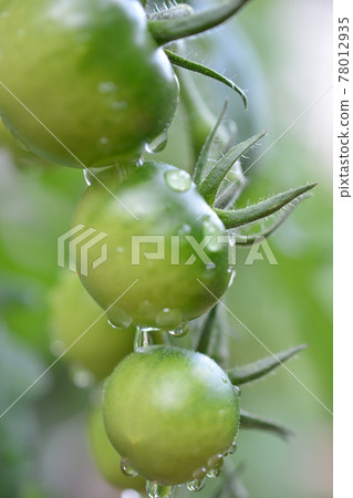 未成熟的藍番茄 78012935