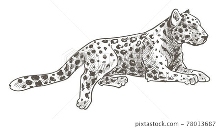 Leopard animal laying, calm cheetah with tail Leopard animal laying, calm cheetah with tail 78013687