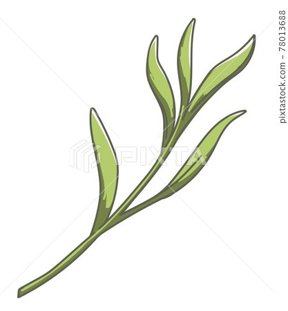 Tropical flora or foliage, nature and lush plant Tropical flora or foliage, nature and lush plant 78013688