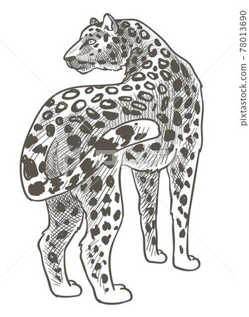 Leopard animal with spotted fur, wild mammals Leopard animal with spotted fur, wild mammals 78013690