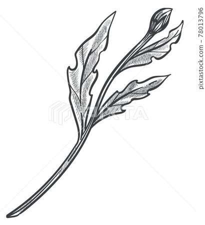 Growing plant, flower with bud, stem and leaves 78013796