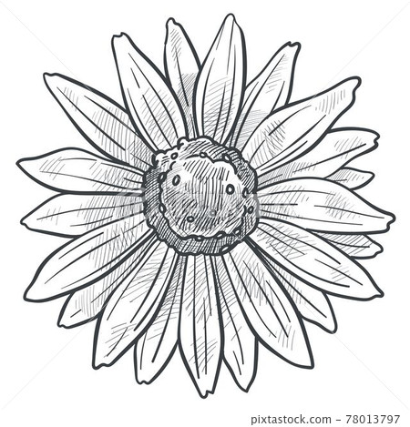 Chamomile flower in bloom monochrome sketch vector Chamomile flower in bloom monochrome sketch vector 78013797