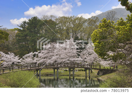 三重縣伊勢市五十鈴川和伊勢神宮周圍的櫻花 78013975