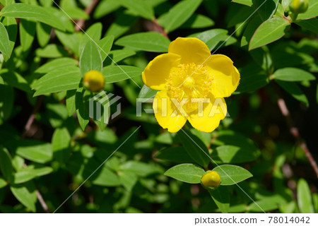 Quincebai Quincebai 78014042