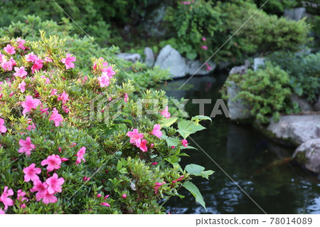 Flowers that bloom on the banks of the pond Flowers that bloom on the banks of the pond 78014089
