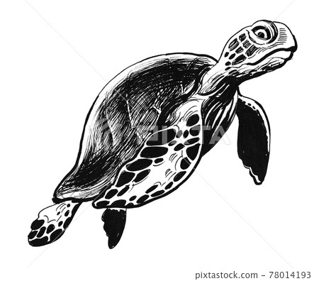 Sea turtle. Ink black and white drawing Sea turtle. Ink black and white drawing 78014193