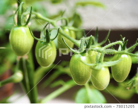番茄未成熟綠番茄收穫前番茄生長過程 番茄未成熟綠番茄收穫前番茄生長過程 78015205