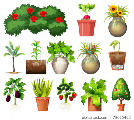 Set of different plants in pots isolated on white background Set of different plants in pots isolated on white background 78015403