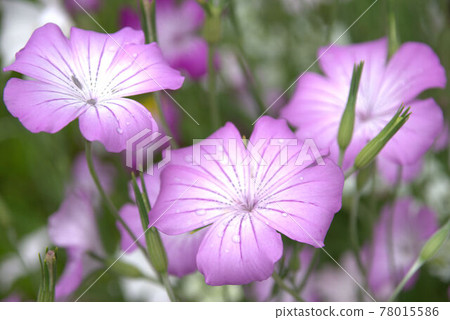農科植物園 農科植物園 78015586