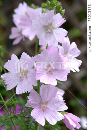 Musk Mallow in full bloom 1 Musk Mallow in full bloom 1 78015588