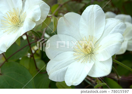 鐵線蓮女王 78015597