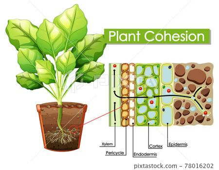 Diagram showing Plant Cohesion Diagram showing Plant Cohesion 78016202