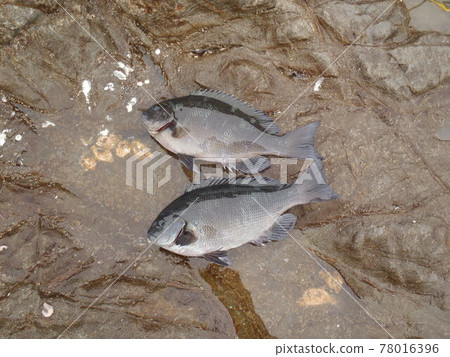 在日本潮濕的岩石海岸上捕獲了兩條黑鯛(Girella punctata)。 在日本潮濕的岩石海岸上捕獲了兩條黑鯛(Girella punctata)。 78016396