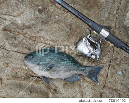 A picture of a black sea bream (Gure) caught using the Japanese shore fishing method (float fishing), along with the rod and reel. A picture of a black sea bream (Gure) caught using the Japanese shore fishing method (float fishing), along with the rod and reel. 78016402