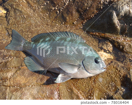 A black sea bream (Girella punctata) with mottled warning colors on a Japanese rocky shore. 78016404