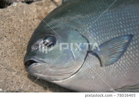 Face up of Onaga Gure 78016405