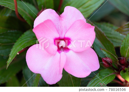 pink flower New Guinea impatiens pink flower New Guinea impatiens 78016506
