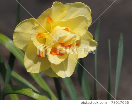 城市公園裡的雙花水仙 城市公園裡的雙花水仙 78017066