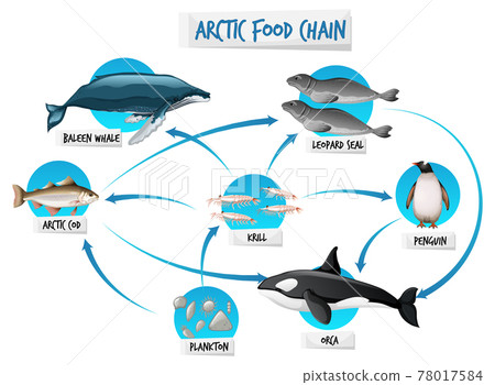 Arctic Food Chain Diagram Concept - Stock Illustration [78017584] - PIXTA