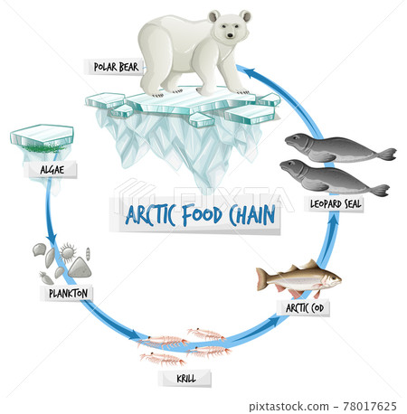 Arctic Food Chain Diagram Concept Biology Diagrams