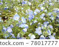 可愛的Nemophila 78017777