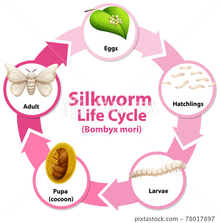 Diagram showing life cycle of Silkworm Diagram showing life cycle of Silkworm 78017897