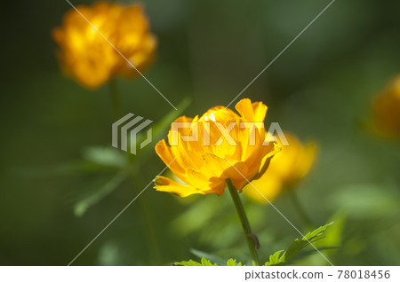 Asian globeflower (Trollius asiaticus) close up Asian globeflower (Trollius asiaticus) close up 78018456