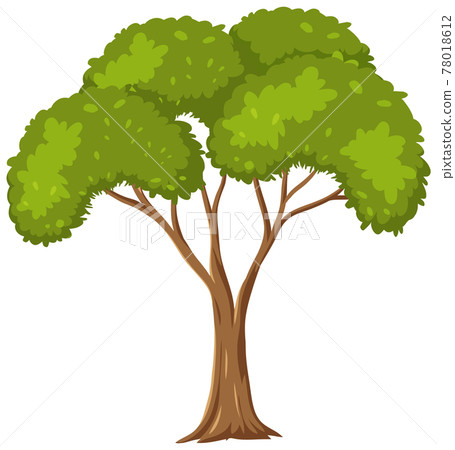 Isolated tree on white background - Stock Illustration [78018612] - PIXTA