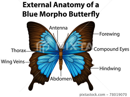 External Anatomy of a Blue Morpho Butterfly on white background 78019070