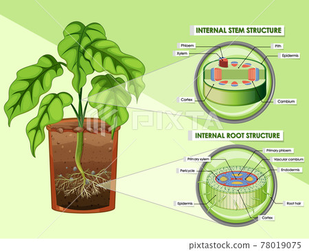 Diagram showing stem and root structure 78019075