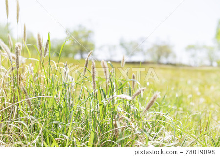 Weeds blooming in the field, Imperata cylindrica [Landscape] 78019098