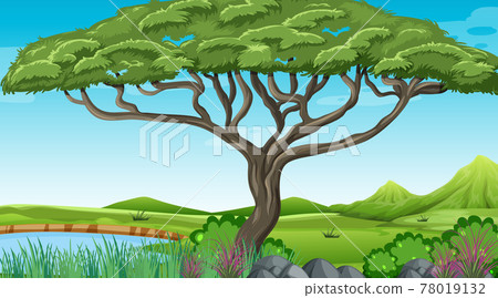 Nature outdoor forest background 78019132