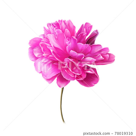 Single Bright Pink Peony Flower. Isolated color pencil drawing flower head on white background. 78019310