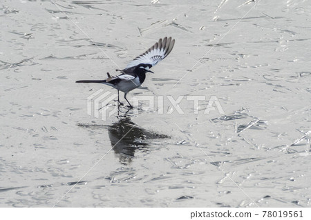 Japanese Wagtail stepping on thin ice Japanese Wagtail stepping on thin ice 78019561