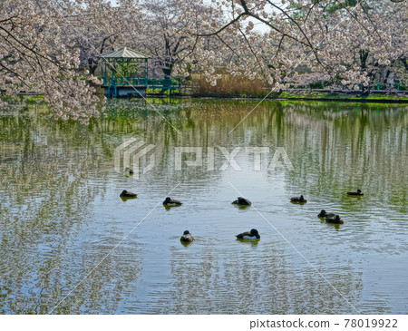 Sakura Scenery Sakura Scenery 78019922