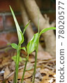 Ginger leaves 78020577